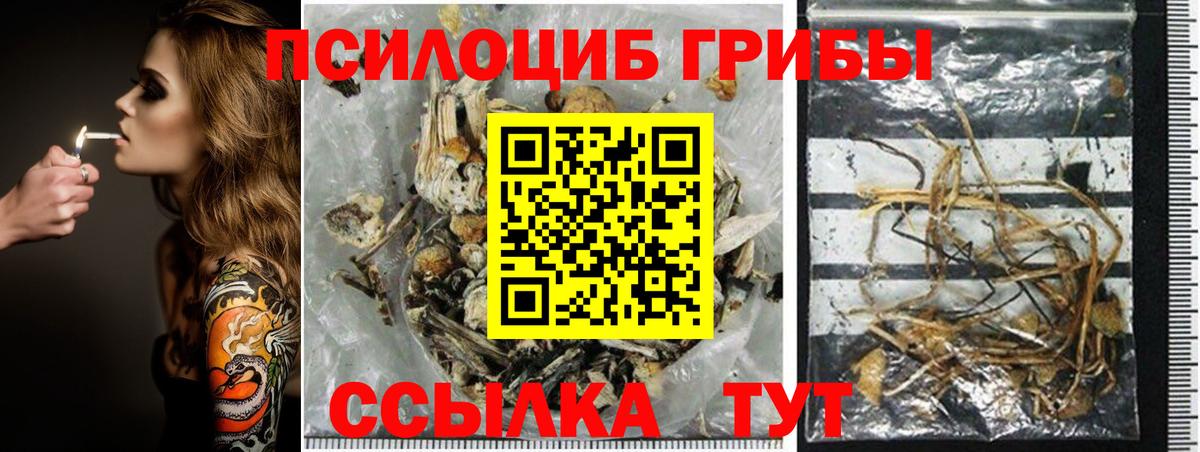 Псилоцибиновые грибы Psilocybine cubensis Шадринск